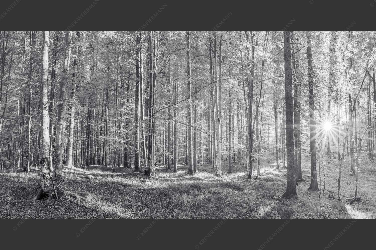 Erstes Sonnenlicht im Buchenwald - Morgens im Wald 2:1 sw -- Sonnenlicht Waldboden - mehr Infos bei www.Kriner-Weiermann.de