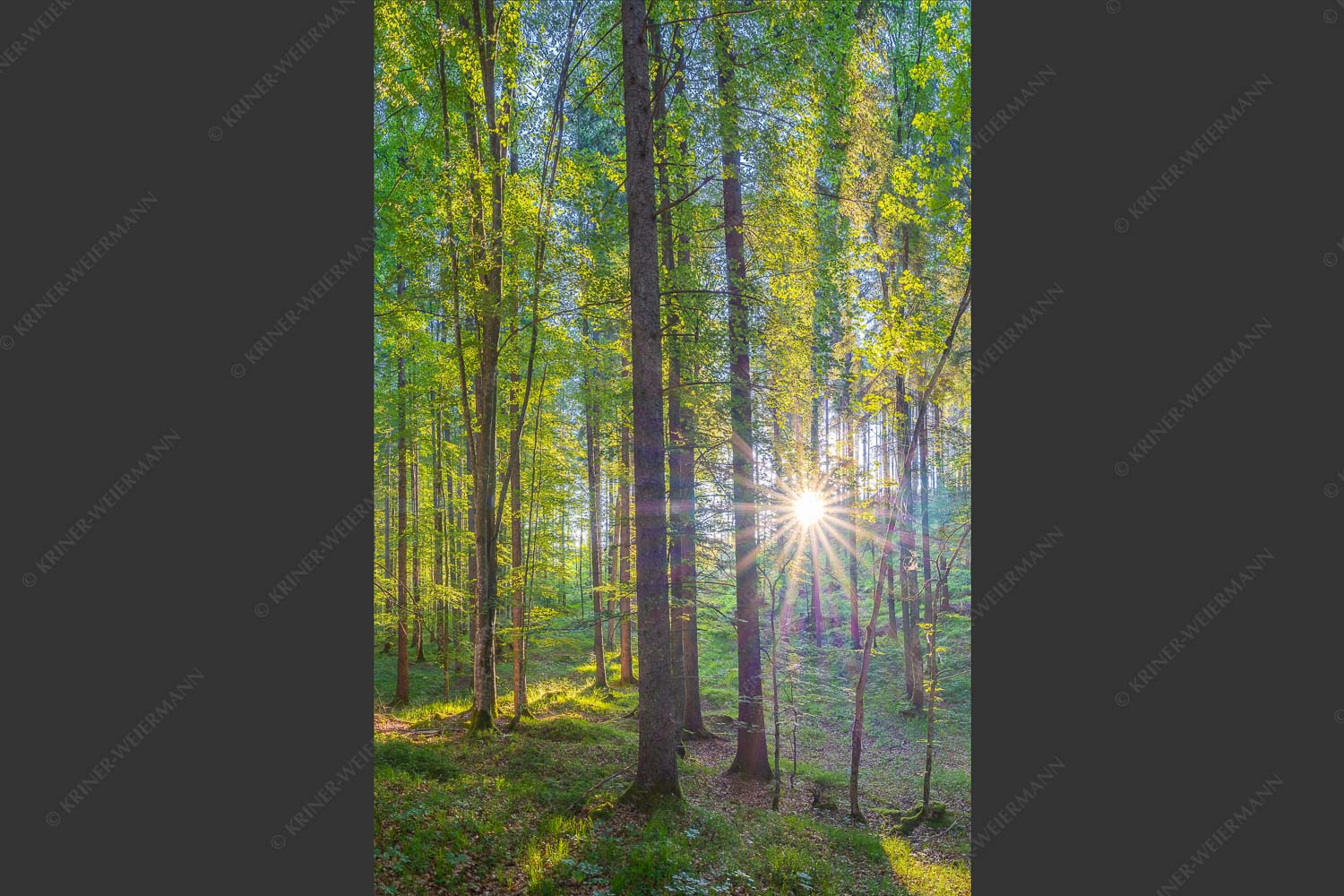 Erstes Sonnenlicht im Buchenwald - Morgens im Wald 2:3  -- Sonnenlicht Waldboden - mehr Infos bei www.Kriner-Weiermann.de