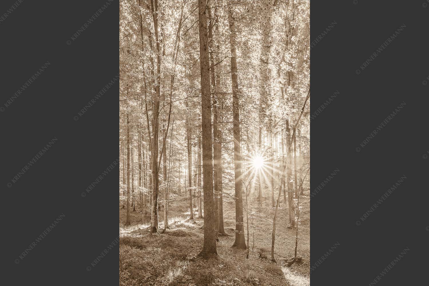Erstes Sonnenlicht im Buchenwald - Morgens im Wald 2:3 sepia -- Sonnenlicht Waldboden - mehr Infos bei www.Kriner-Weiermann.de