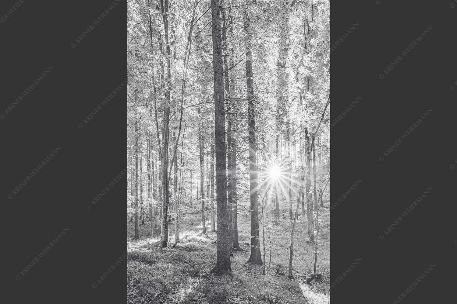 Erstes Sonnenlicht im Buchenwald - Morgens im Wald 2:3 sw -- Sonnenlicht Waldboden - mehr Infos bei www.Kriner-Weiermann.de