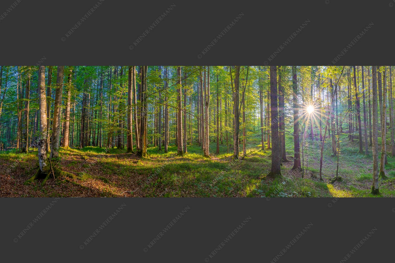 Erstes Sonnenlicht im Buchenwald - Morgens im Wald 3:1  -- Sonnenlicht Waldboden - mehr Infos bei www.Kriner-Weiermann.de
