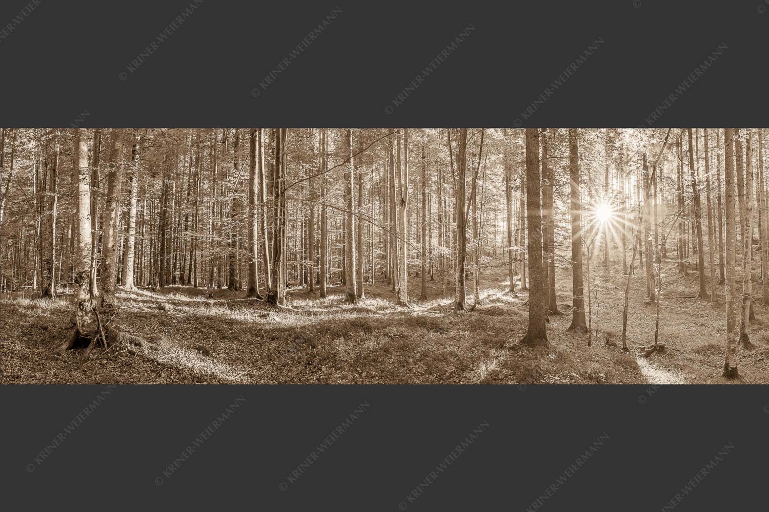 Erstes Sonnenlicht im Buchenwald - Morgens im Wald 3:1 sepia -- Sonnenlicht Waldboden - mehr Infos bei www.Kriner-Weiermann.de