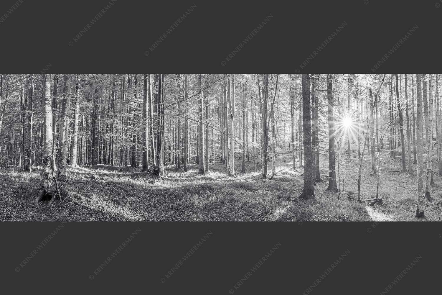 Erstes Sonnenlicht im Buchenwald - Morgens im Wald 3:1 sw -- Sonnenlicht Waldboden - mehr Infos bei www.Kriner-Weiermann.de