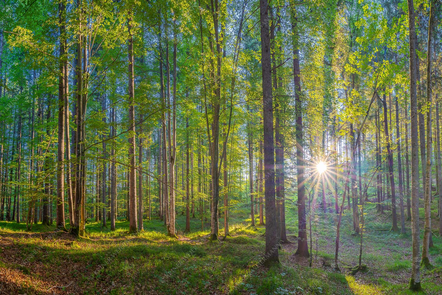 Erstes Sonnenlicht im Buchenwald - Morgens im Wald 3:2  -- Sonnenlicht Waldboden - mehr Infos bei www.Kriner-Weiermann.de