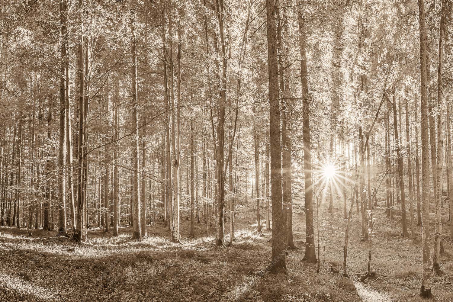 Erstes Sonnenlicht im Buchenwald - Morgens im Wald 3:2 sepia -- Sonnenlicht Waldboden - mehr Infos bei www.Kriner-Weiermann.de
