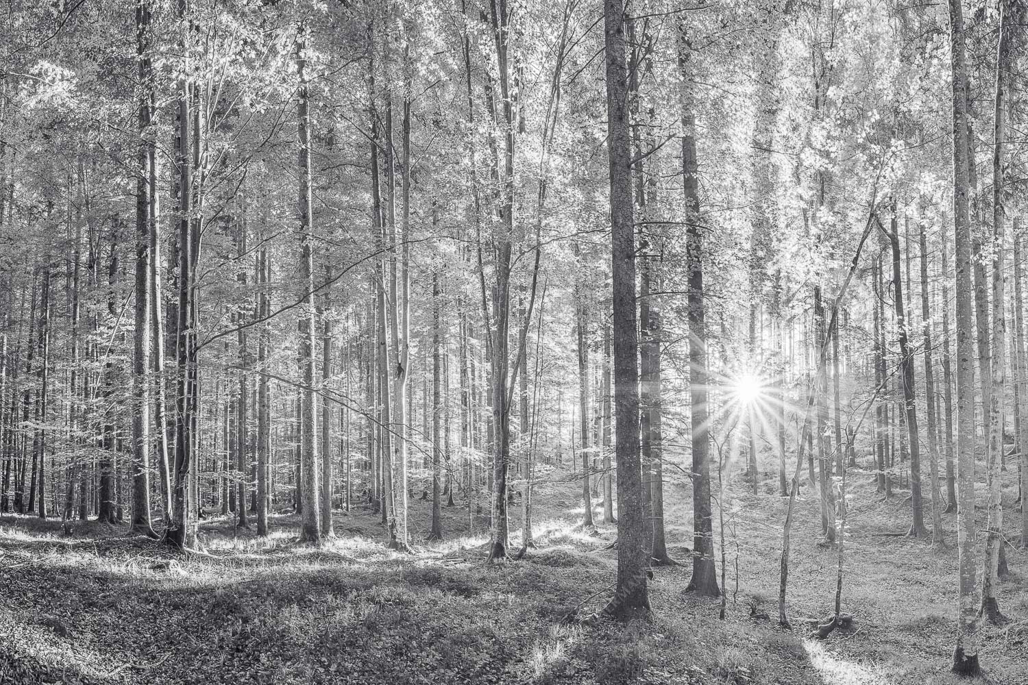 Erstes Sonnenlicht im Buchenwald - Morgens im Wald 3:2 sw -- Sonnenlicht Waldboden - mehr Infos bei www.Kriner-Weiermann.de