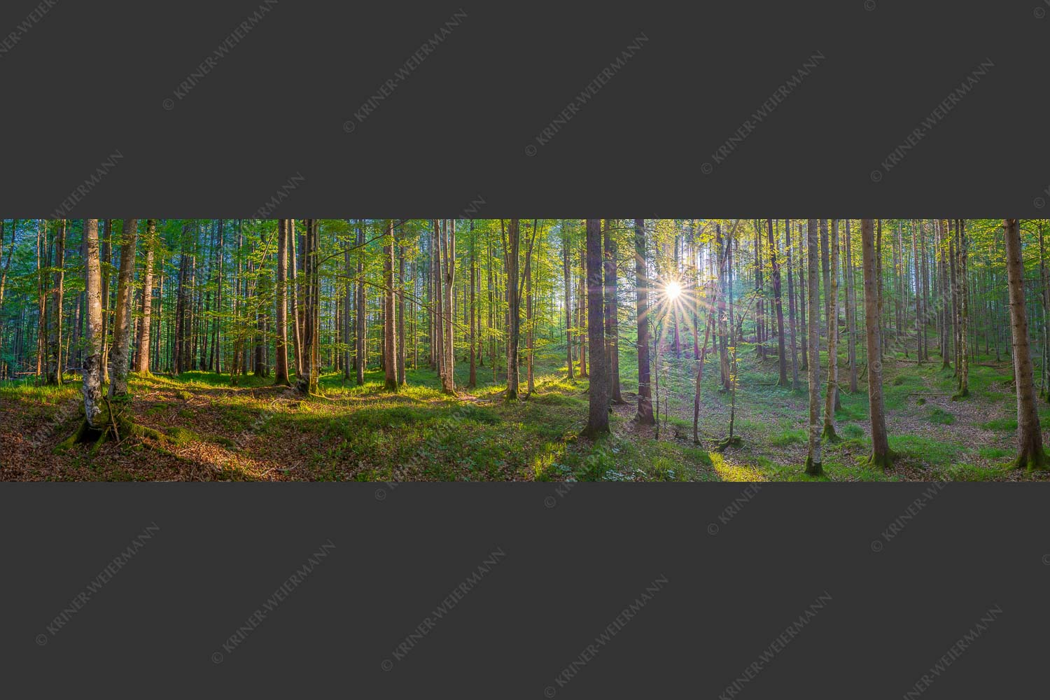Erstes Sonnenlicht im Buchenwald - Morgens im Wald 4:1  -- Sonnenlicht Waldboden - mehr Infos bei www.Kriner-Weiermann.de
