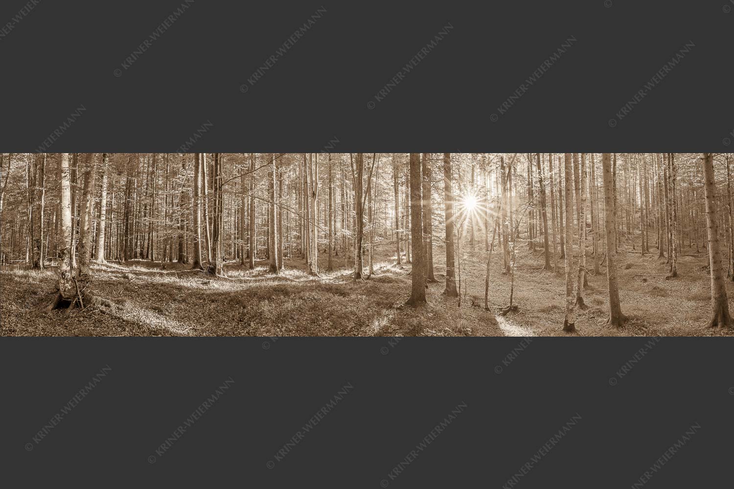 Erstes Sonnenlicht im Buchenwald - Morgens im Wald 4:1 sepia -- Sonnenlicht Waldboden - mehr Infos bei www.Kriner-Weiermann.de
