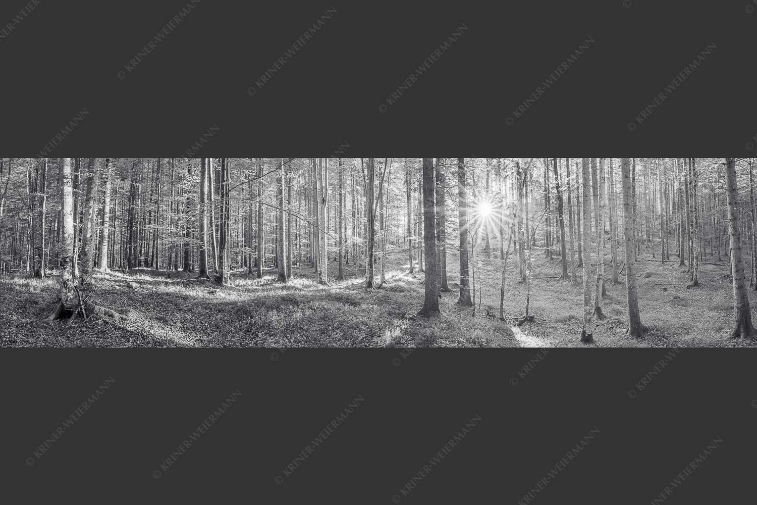 Erstes Sonnenlicht im Buchenwald - Morgens im Wald 4:1 sw -- Sonnenlicht Waldboden - mehr Infos bei www.Kriner-Weiermann.de