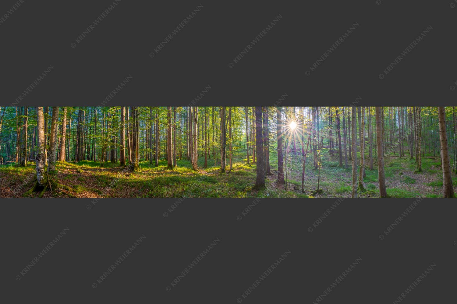 Erstes Sonnenlicht im Buchenwald - Morgens im Wald 5:1  -- Sonnenlicht Waldboden - mehr Infos bei www.Kriner-Weiermann.de