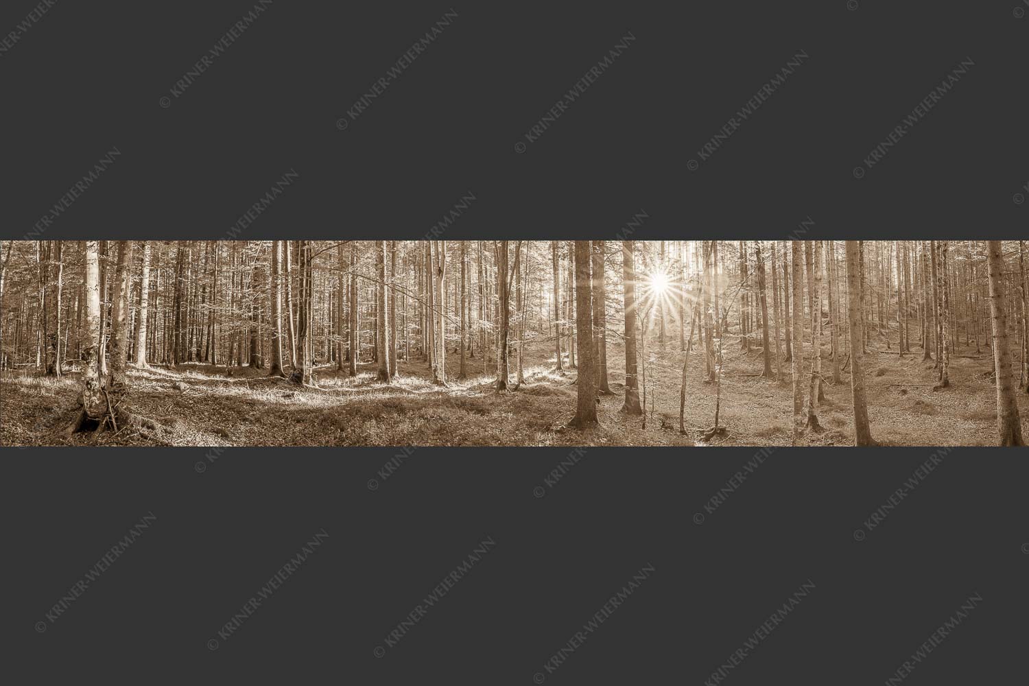 Erstes Sonnenlicht im Buchenwald - Morgens im Wald 5:1 sepia -- Sonnenlicht Waldboden - mehr Infos bei www.Kriner-Weiermann.de