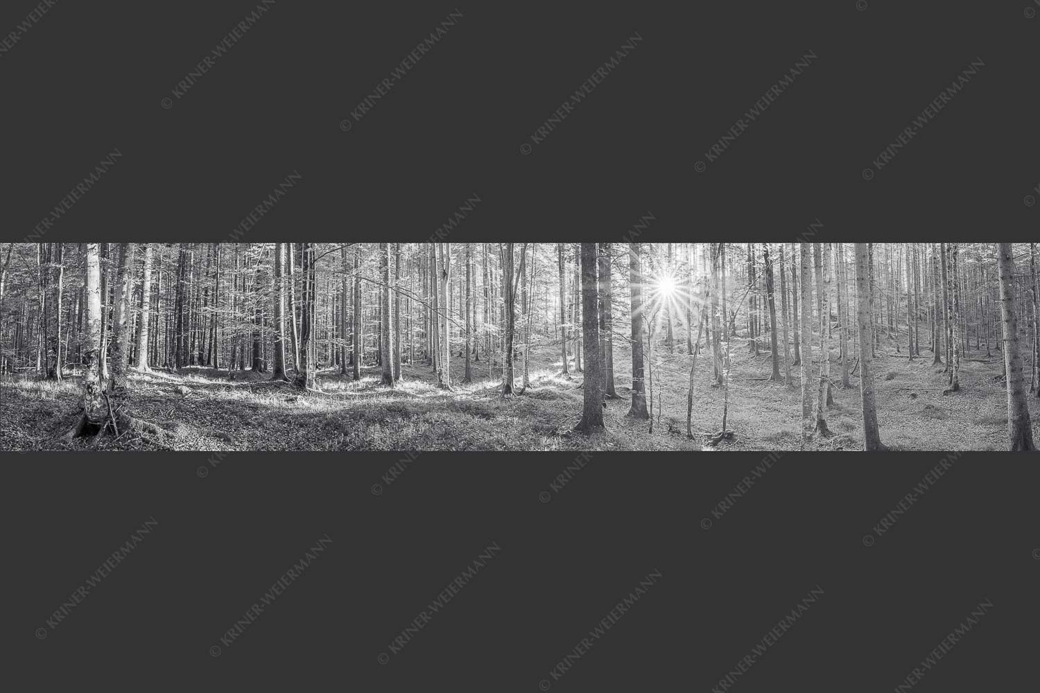 Erstes Sonnenlicht im Buchenwald - Morgens im Wald 5:1 sw -- Sonnenlicht Waldboden - mehr Infos bei www.Kriner-Weiermann.de