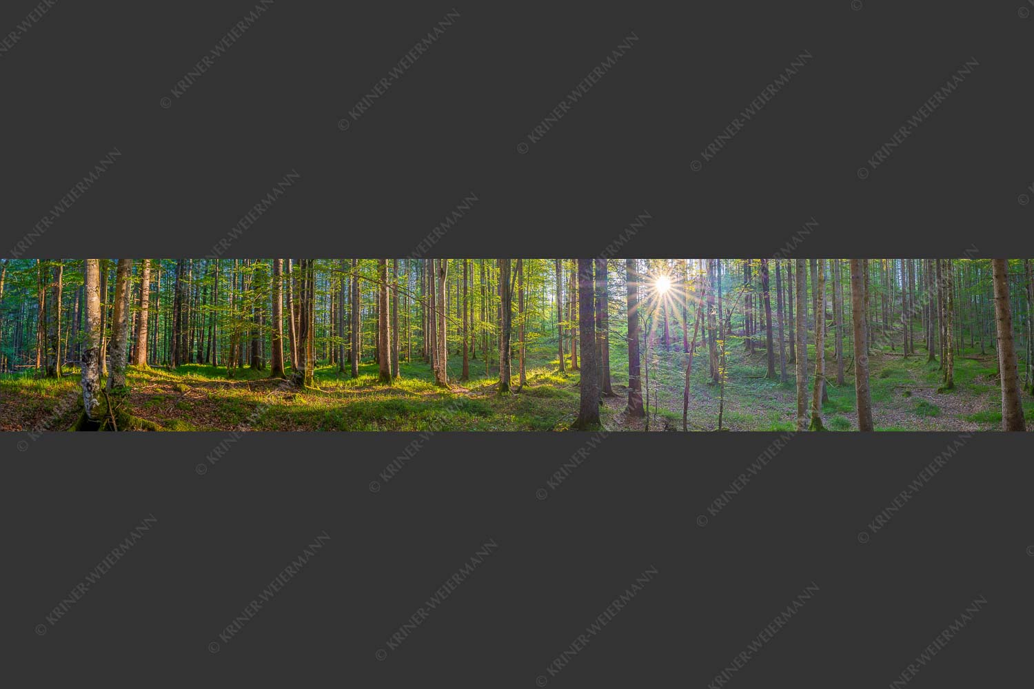 Erstes Sonnenlicht im Buchenwald - Morgens im Wald 6:1  -- Sonnenlicht Waldboden - mehr Infos bei www.Kriner-Weiermann.de