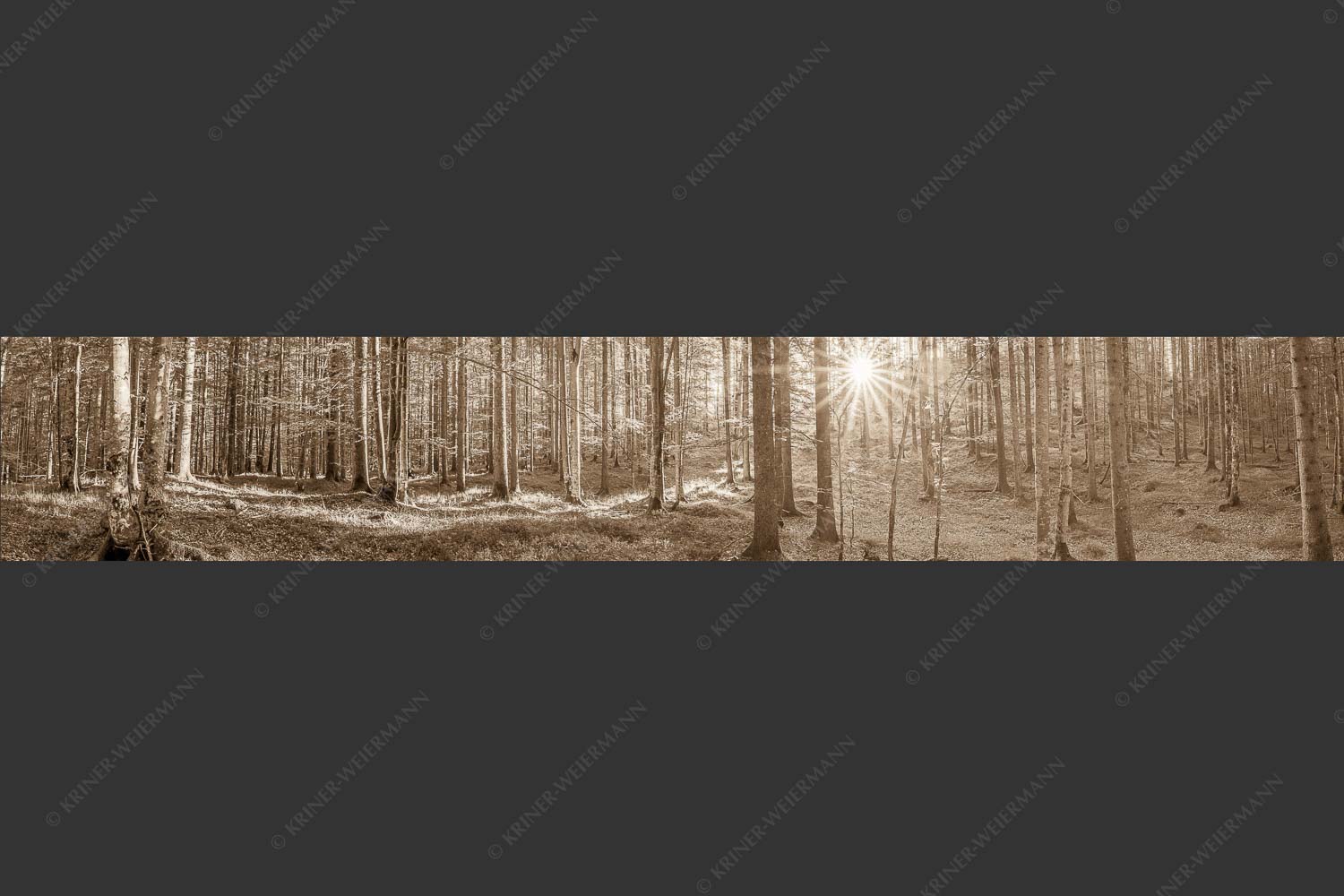 Erstes Sonnenlicht im Buchenwald - Morgens im Wald 6:1 sepia -- Sonnenlicht Waldboden - mehr Infos bei www.Kriner-Weiermann.de