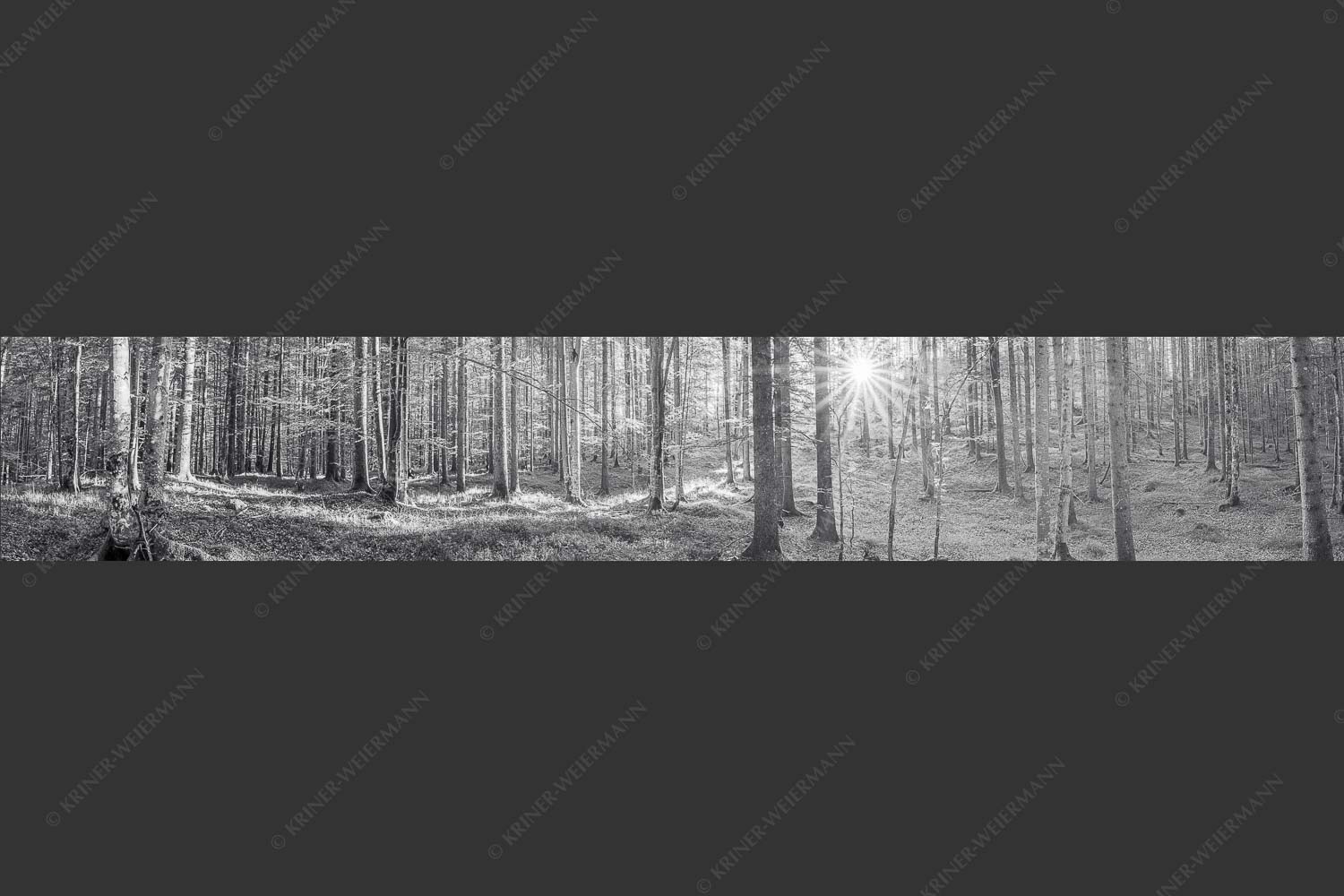 Erstes Sonnenlicht im Buchenwald - Morgens im Wald 6:1 sw -- Sonnenlicht Waldboden - mehr Infos bei www.Kriner-Weiermann.de