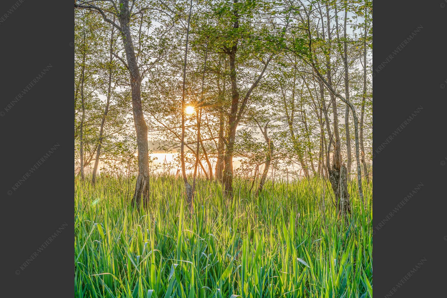 Die meisten Uferregionen am Barmsee bieten noch eine unberührte und unzugängliche Natur - Natur pur 1:1  -- Sonnenaufgang am Barmsee - mehr Infos bei www.Kriner-Weiermann.de