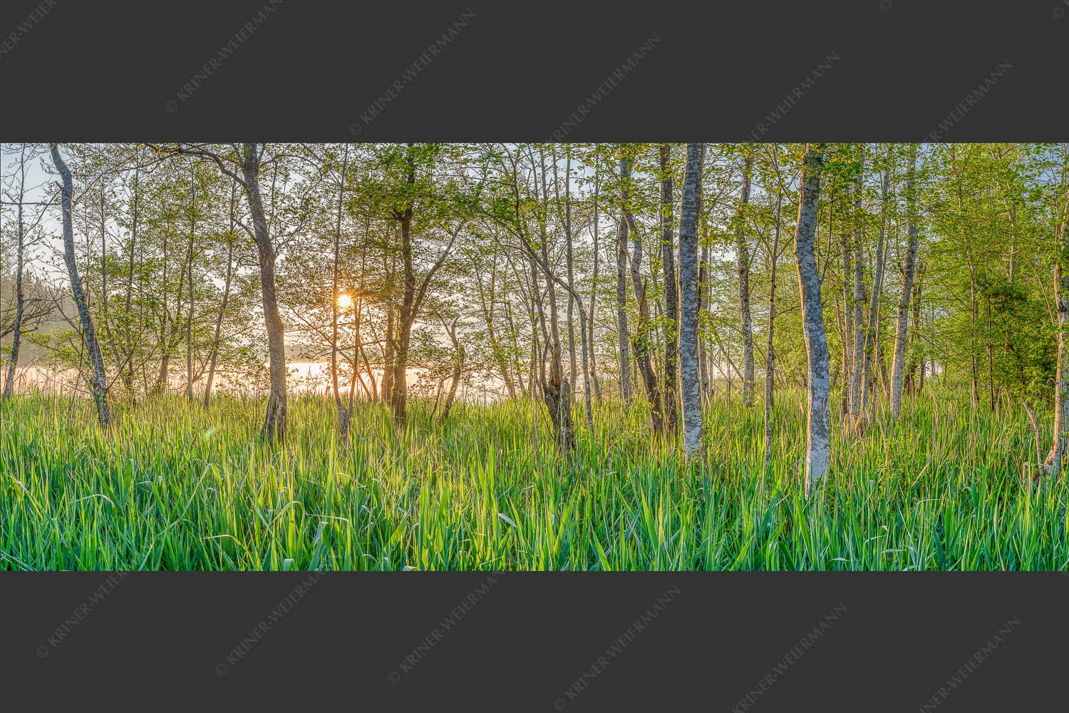 Die meisten Uferregionen am Barmsee bieten noch eine unberührte und unzugängliche Natur - Natur pur 2,5:1  -- Sonnenaufgang am Barmsee - mehr Infos bei www.Kriner-Weiermann.de
