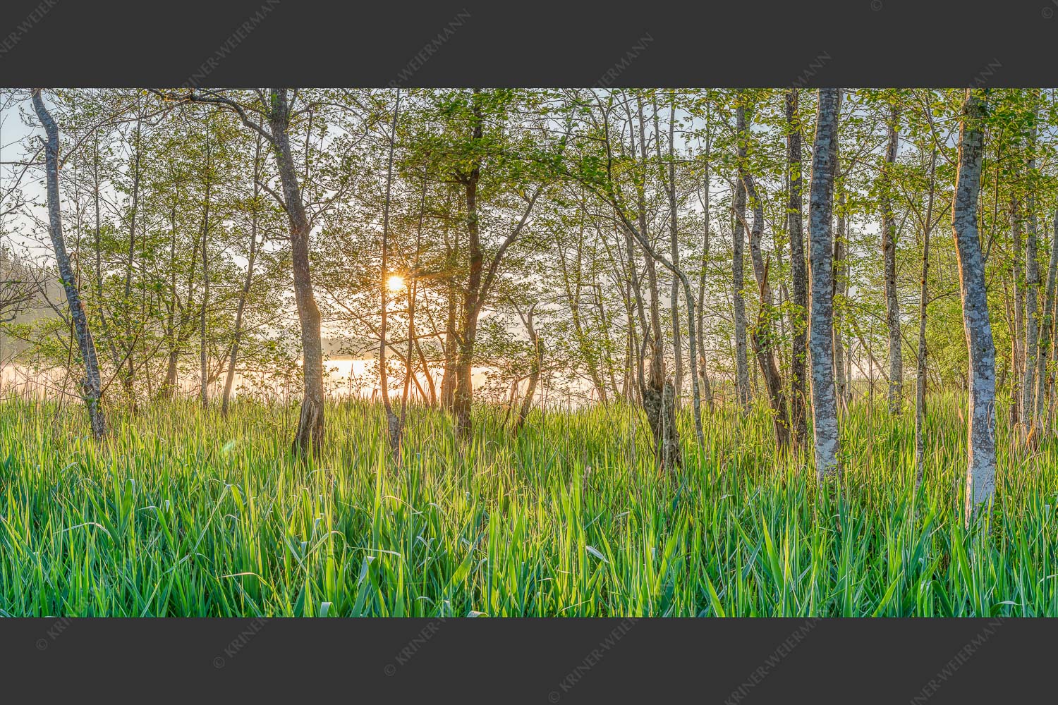 Die meisten Uferregionen am Barmsee bieten noch eine unberührte und unzugängliche Natur - Natur pur 2:1  -- Sonnenaufgang am Barmsee - mehr Infos bei www.Kriner-Weiermann.de