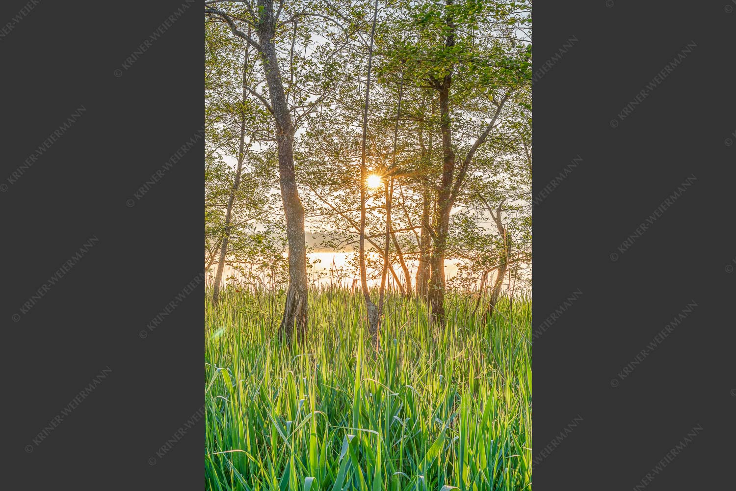 Die meisten Uferregionen am Barmsee bieten noch eine unberührte und unzugängliche Natur - Natur pur 2:3  -- Sonnenaufgang am Barmsee - mehr Infos bei www.Kriner-Weiermann.de