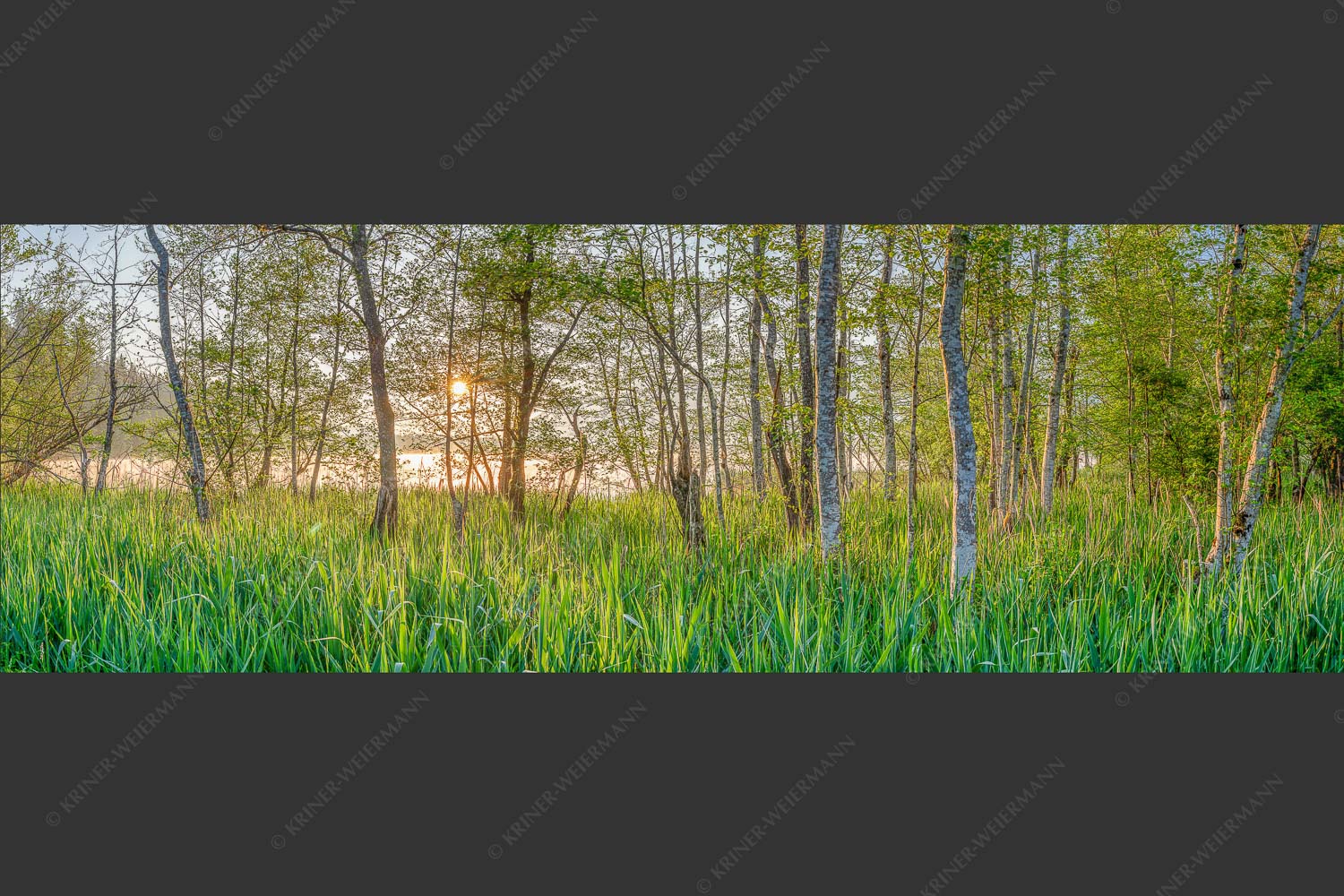 Die meisten Uferregionen am Barmsee bieten noch eine unberührte und unzugängliche Natur - Natur pur 3:1  -- Sonnenaufgang am Barmsee - mehr Infos bei www.Kriner-Weiermann.de