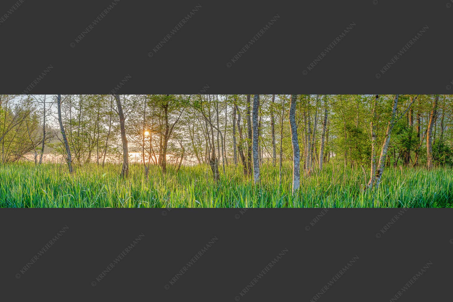 Die meisten Uferregionen am Barmsee bieten noch eine unberührte und unzugängliche Natur - Natur pur 4:1  -- Sonnenaufgang am Barmsee - mehr Infos bei www.Kriner-Weiermann.de