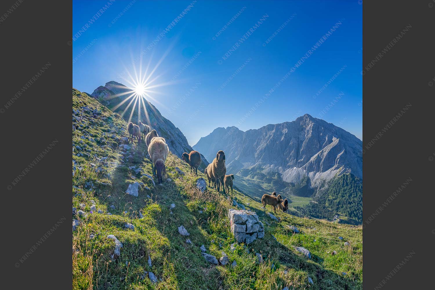 Bergschafe am Sunntiger bei Sonnenaufgang mit Blick zur Speckkar- und Lafatscherspitzen - Neugierige Bergschaferl 1:1  -- Schafe am Suntiger im Karwendel - mehr Infos bei www.Kriner-Weiermann.de