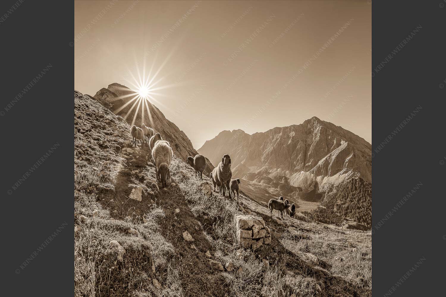 Bergschafe am Sunntiger bei Sonnenaufgang mit Blick zur Speckkar- und Lafatscherspitzen - Neugierige Bergschaferl 1:1 sepia -- Schafe am Suntiger im Karwendel - mehr Infos bei www.Kriner-Weiermann.de