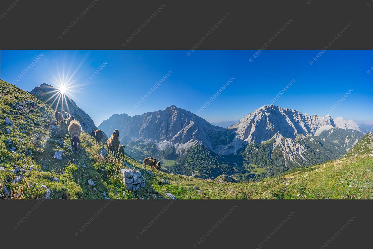Bergschafe am Sunntiger bei Sonnenaufgang mit Blick zur Speckkar- und Lafatscherspitzen - Neugierige Bergschaferl 2,5:1  -- Schafe am Suntiger im Karwendel - mehr Infos bei www.Kriner-Weiermann.de