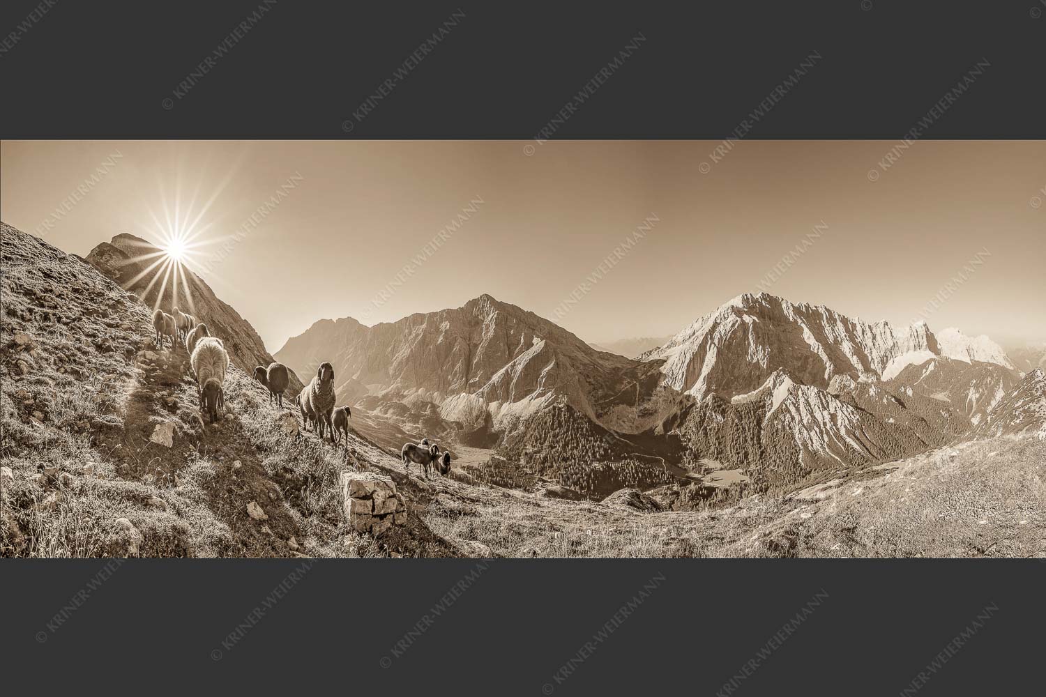 Bergschafe am Sunntiger bei Sonnenaufgang mit Blick zur Speckkar- und Lafatscherspitzen - Neugierige Bergschaferl 2,5:1 sepia -- Schafe am Suntiger im Karwendel - mehr Infos bei www.Kriner-Weiermann.de