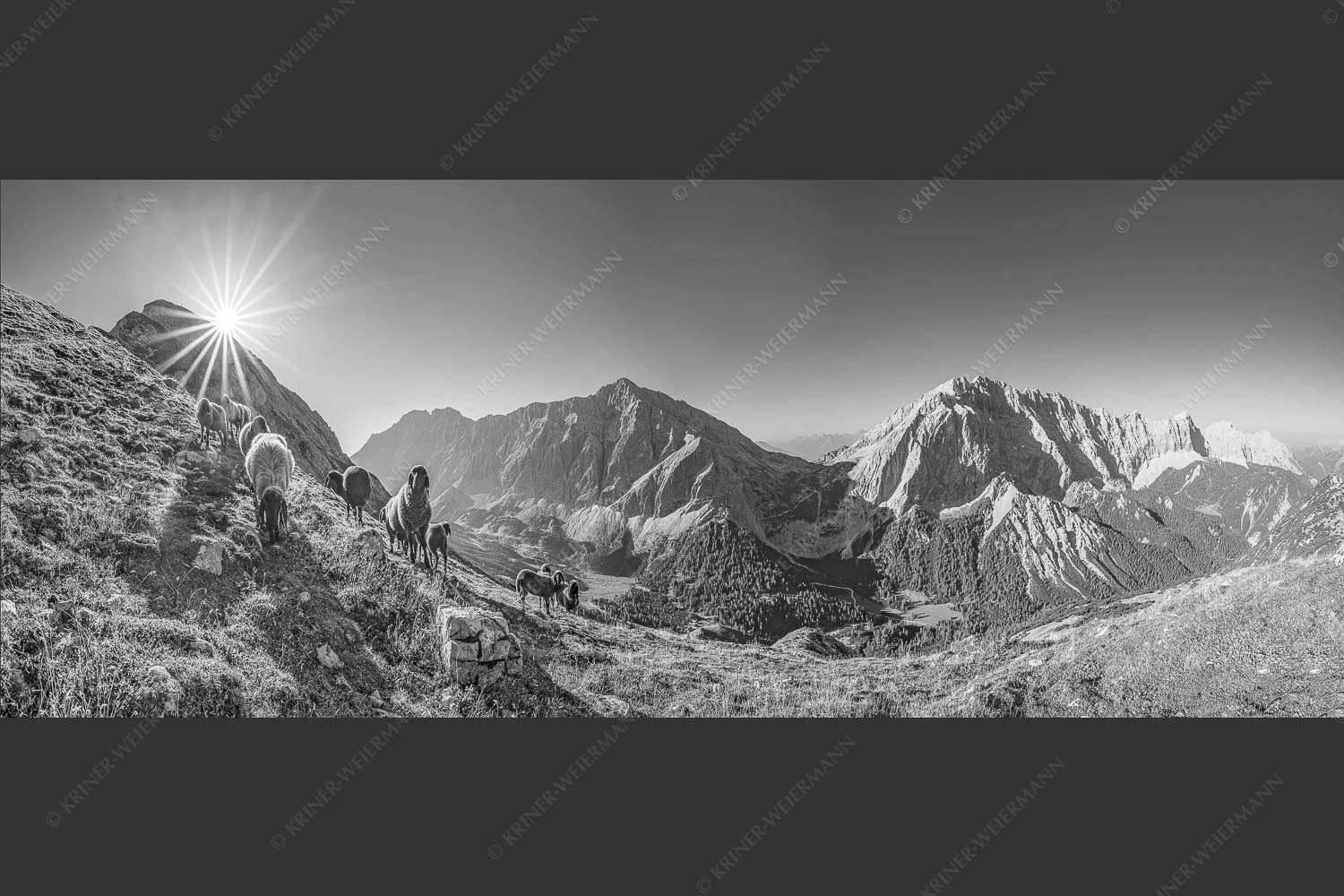 Bergschafe am Sunntiger bei Sonnenaufgang mit Blick zur Speckkar- und Lafatscherspitzen - Neugierige Bergschaferl 2,5:1 sw -- Schafe am Suntiger im Karwendel - mehr Infos bei www.Kriner-Weiermann.de