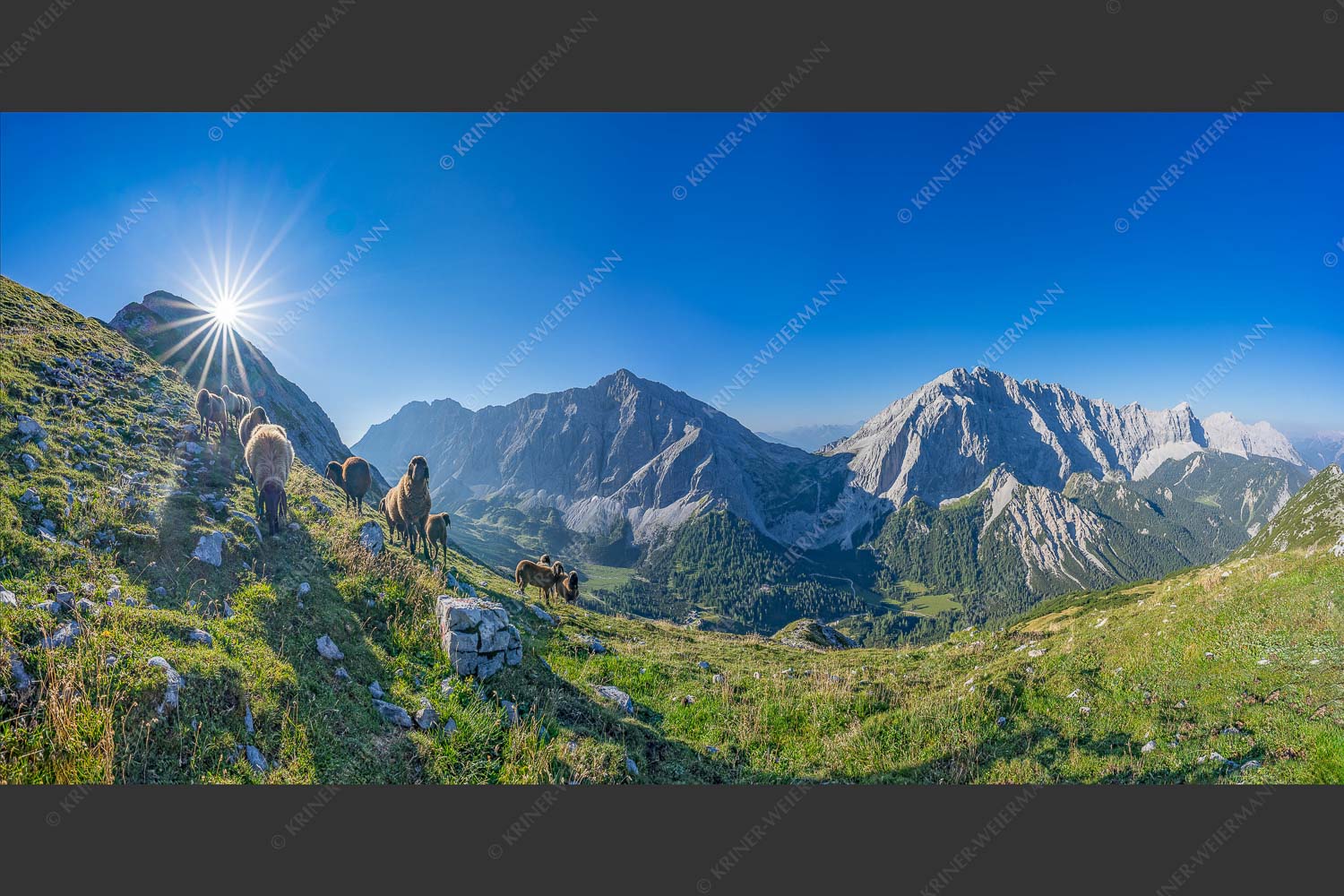 Bergschafe am Sunntiger bei Sonnenaufgang mit Blick zur Speckkar- und Lafatscherspitzen - Neugierige Bergschaferl 2:1  -- Schafe am Suntiger im Karwendel - mehr Infos bei www.Kriner-Weiermann.de