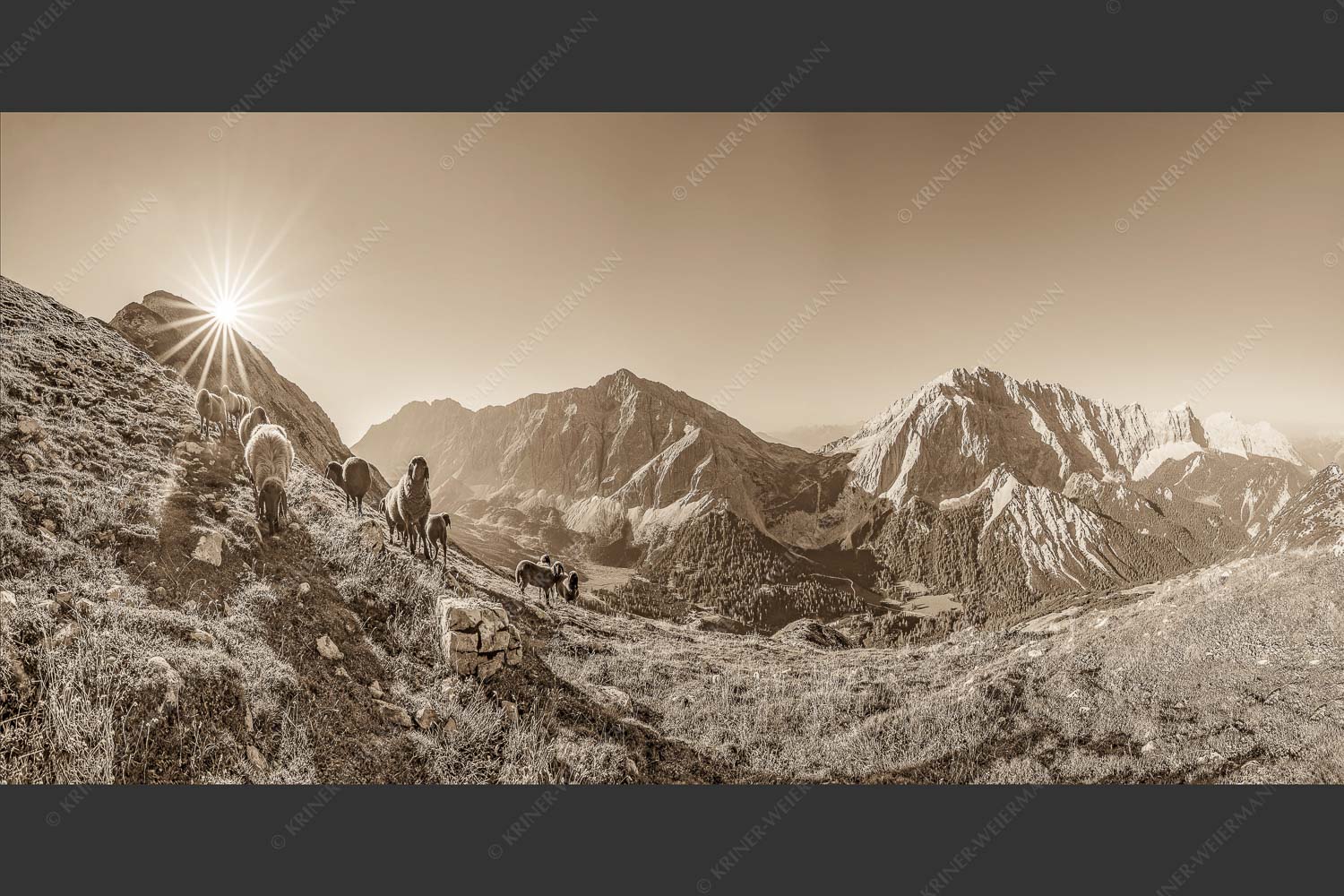 Bergschafe am Sunntiger bei Sonnenaufgang mit Blick zur Speckkar- und Lafatscherspitzen - Neugierige Bergschaferl 2:1 sepia -- Schafe am Suntiger im Karwendel - mehr Infos bei www.Kriner-Weiermann.de