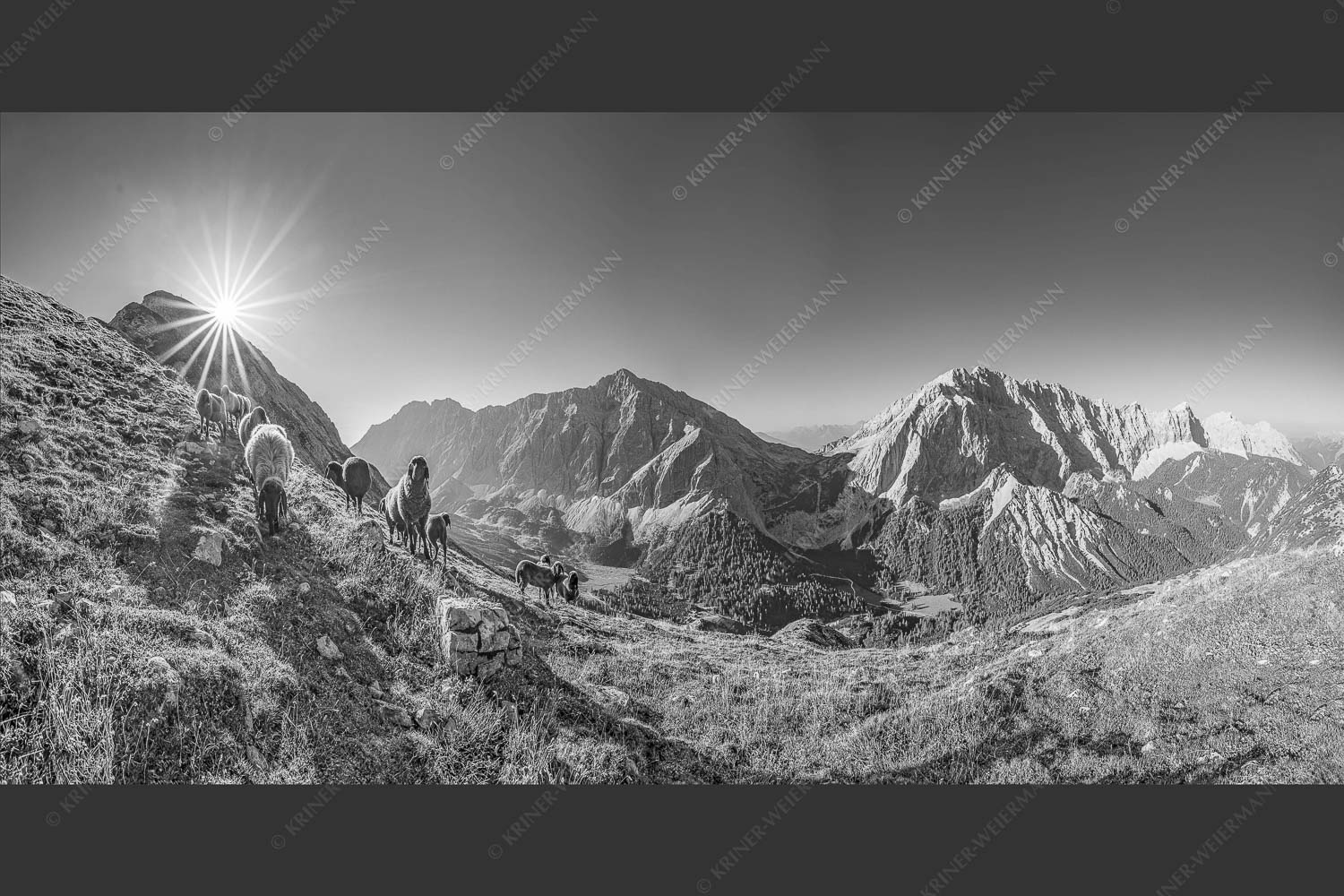 Bergschafe am Sunntiger bei Sonnenaufgang mit Blick zur Speckkar- und Lafatscherspitzen - Neugierige Bergschaferl 2:1 sw -- Schafe am Suntiger im Karwendel - mehr Infos bei www.Kriner-Weiermann.de