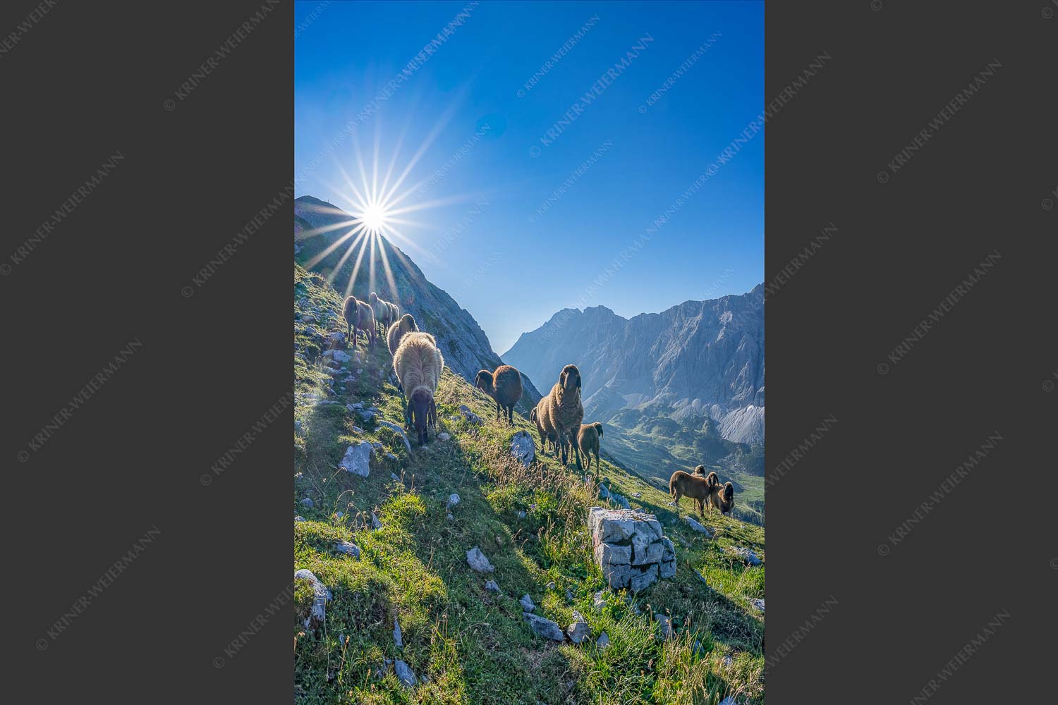 Bergschafe am Sunntiger bei Sonnenaufgang mit Blick zur Speckkar- und Lafatscherspitzen - Neugierige Bergschaferl 2:3  -- Schafe am Suntiger im Karwendel - mehr Infos bei www.Kriner-Weiermann.de