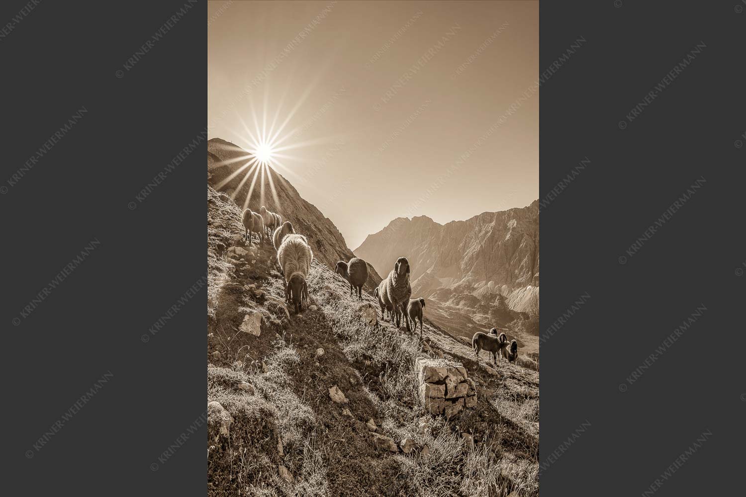 Bergschafe am Sunntiger bei Sonnenaufgang mit Blick zur Speckkar- und Lafatscherspitzen - Neugierige Bergschaferl 2:3 sepia -- Schafe am Suntiger im Karwendel - mehr Infos bei www.Kriner-Weiermann.de