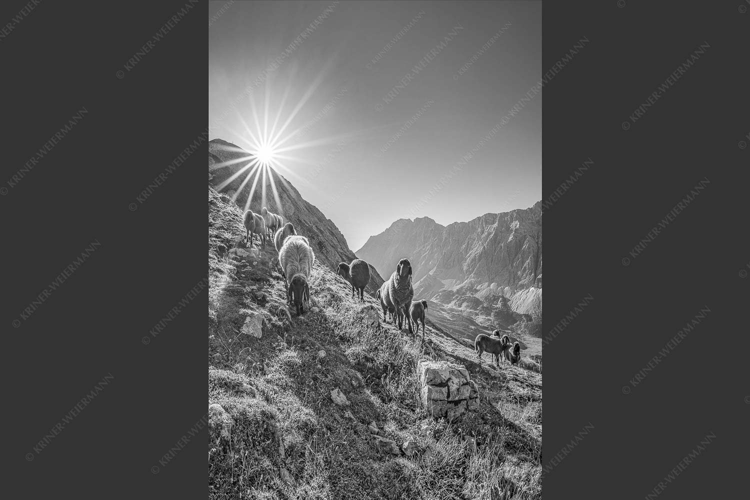 Bergschafe am Sunntiger bei Sonnenaufgang mit Blick zur Speckkar- und Lafatscherspitzen - Neugierige Bergschaferl 2:3 sw -- Schafe am Suntiger im Karwendel - mehr Infos bei www.Kriner-Weiermann.de
