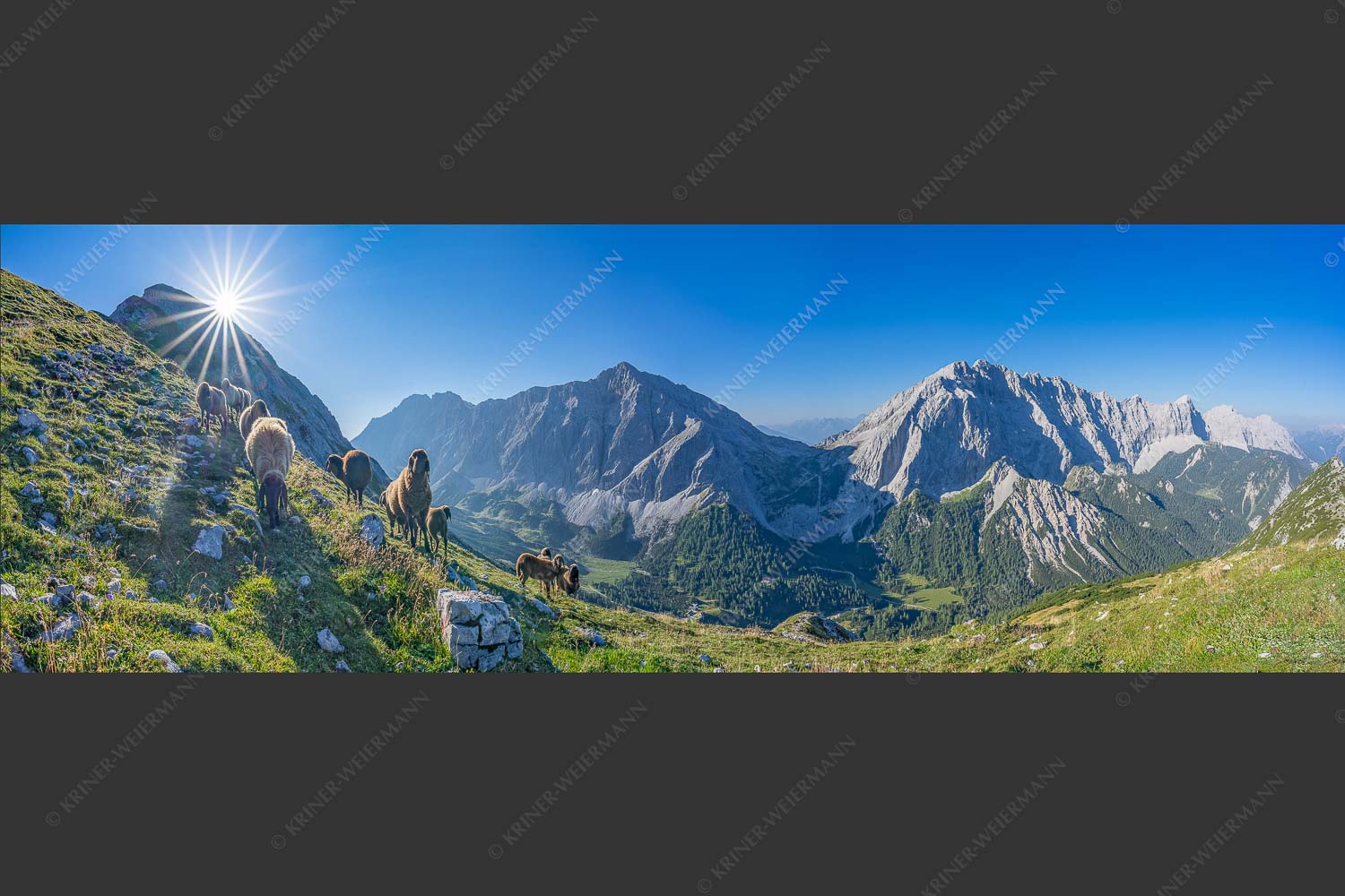 Bergschafe am Sunntiger bei Sonnenaufgang mit Blick zur Speckkar- und Lafatscherspitzen - Neugierige Bergschaferl 3:1  -- Schafe am Suntiger im Karwendel - mehr Infos bei www.Kriner-Weiermann.de