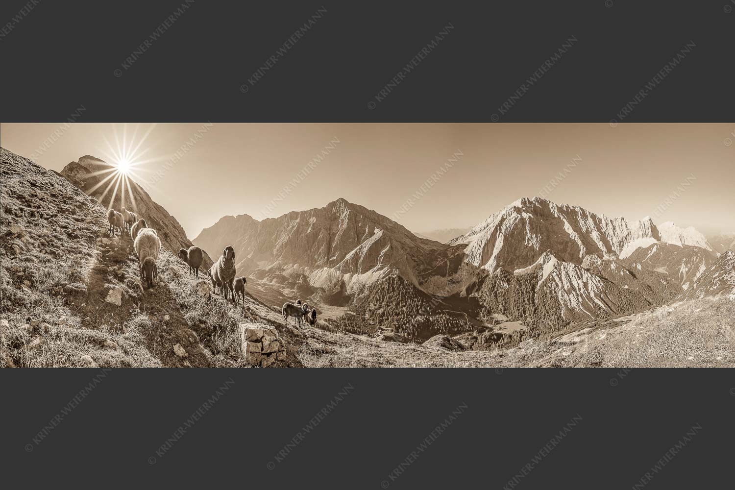 Bergschafe am Sunntiger bei Sonnenaufgang mit Blick zur Speckkar- und Lafatscherspitzen - Neugierige Bergschaferl 3:1 sepia -- Schafe am Suntiger im Karwendel - mehr Infos bei www.Kriner-Weiermann.de