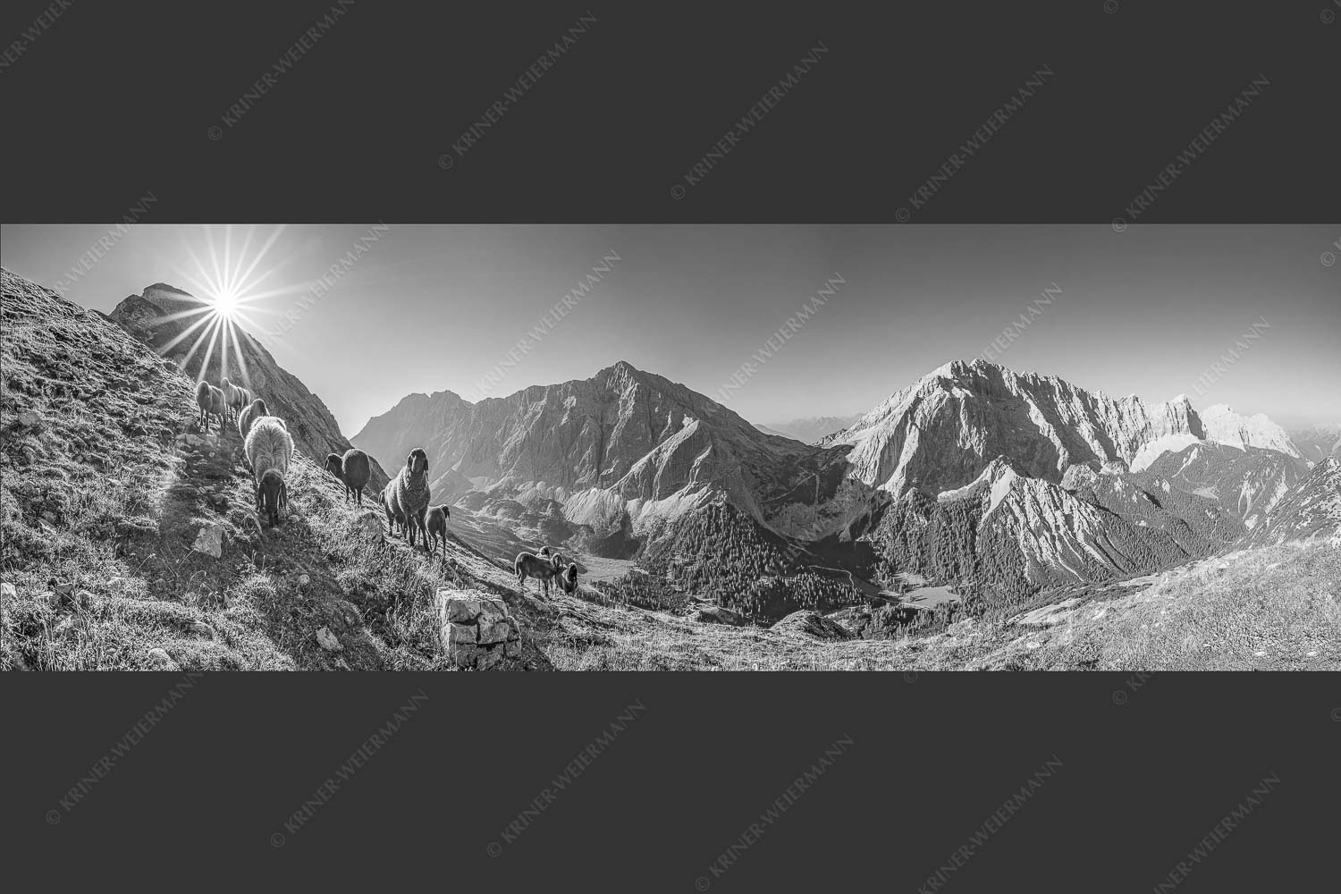 Bergschafe am Sunntiger bei Sonnenaufgang mit Blick zur Speckkar- und Lafatscherspitzen - Neugierige Bergschaferl 3:1 sw -- Schafe am Suntiger im Karwendel - mehr Infos bei www.Kriner-Weiermann.de
