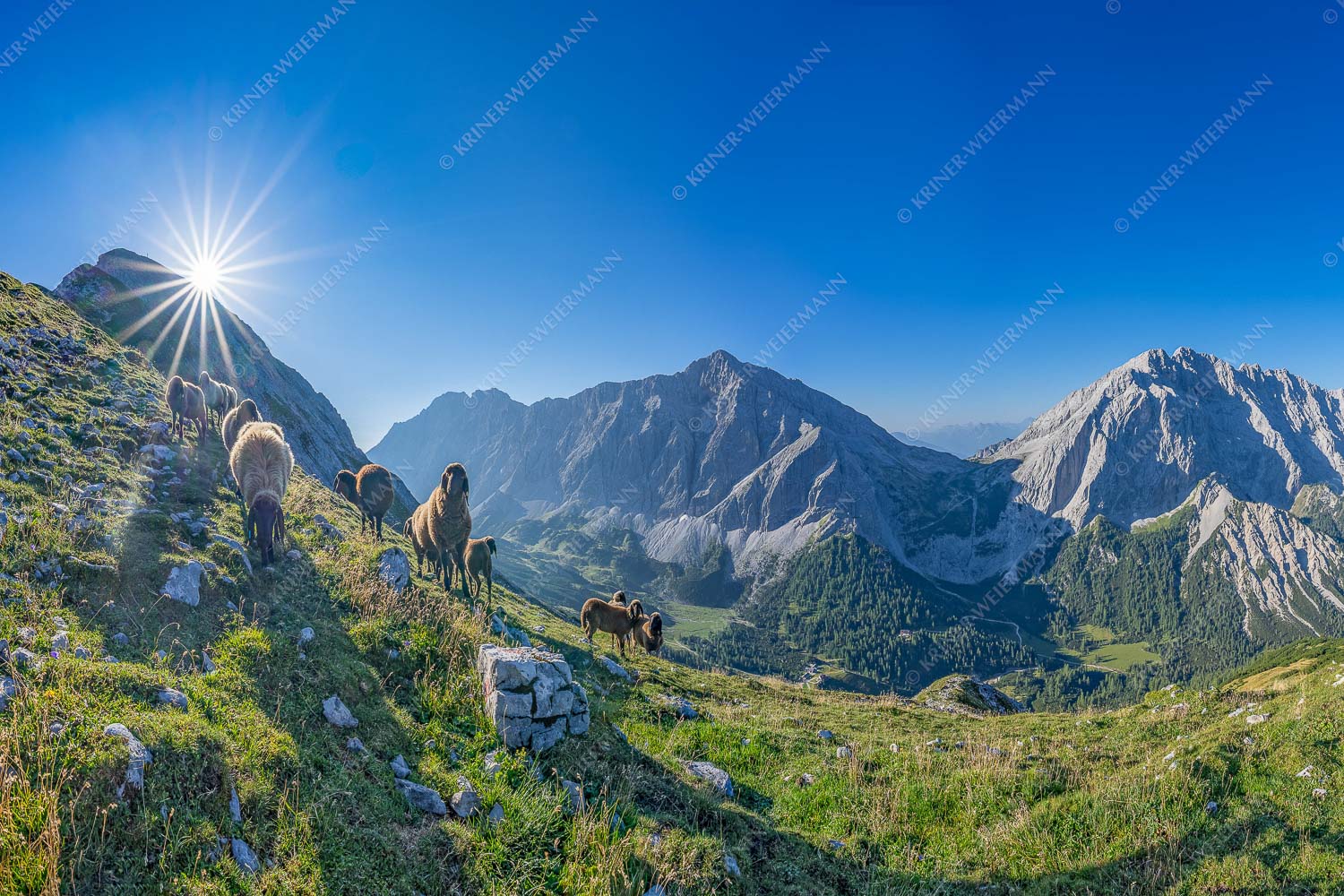 Bergschafe am Sunntiger bei Sonnenaufgang mit Blick zur Speckkar- und Lafatscherspitzen - Neugierige Bergschaferl 3:2  -- Schafe am Suntiger im Karwendel - mehr Infos bei www.Kriner-Weiermann.de