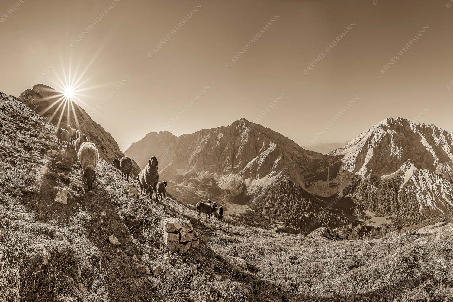 Bergschafe am Sunntiger bei Sonnenaufgang mit Blick zur Speckkar- und Lafatscherspitzen - Neugierige Bergschaferl 3:2 sepia -- Schafe am Suntiger im Karwendel - mehr Infos bei www.Kriner-Weiermann.de