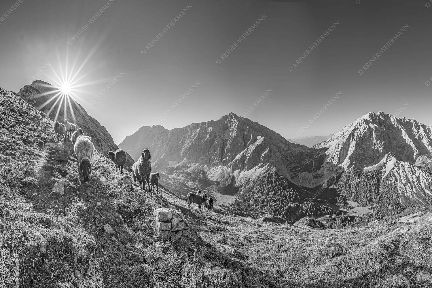 Bergschafe am Sunntiger bei Sonnenaufgang mit Blick zur Speckkar- und Lafatscherspitzen - Neugierige Bergschaferl 3:2 sw -- Schafe am Suntiger im Karwendel - mehr Infos bei www.Kriner-Weiermann.de