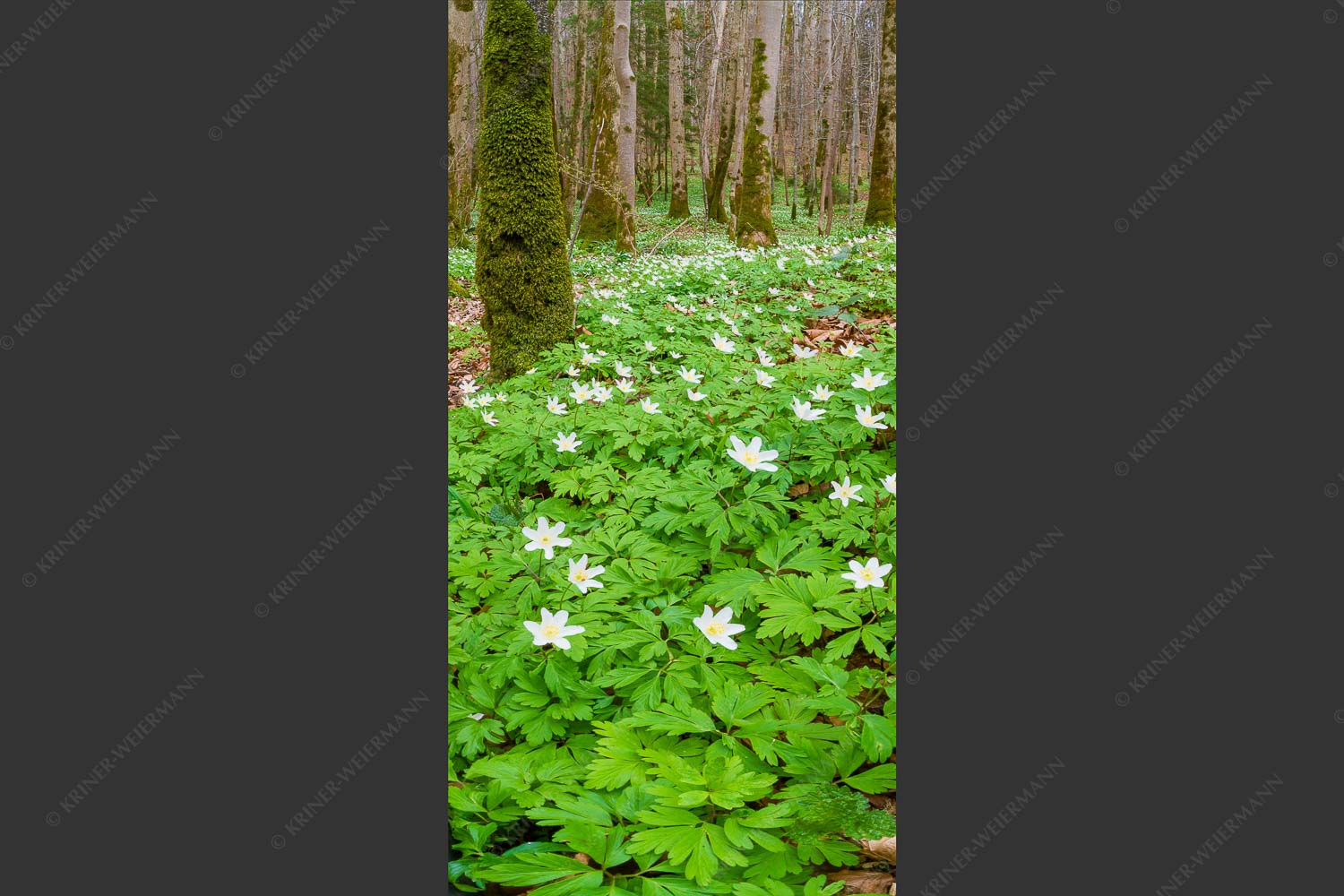 Buschwindröschen bei Murnau - Röschenteppich 1:2  -- Buschwindröschen - mehr Infos bei www.Kriner-Weiermann.de