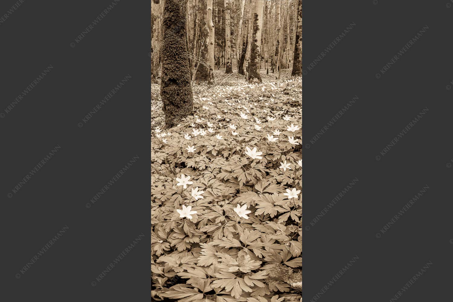 Buschwindröschen bei Murnau - Röschenteppich 1:2 sepia -- Buschwindröschen - mehr Infos bei www.Kriner-Weiermann.de