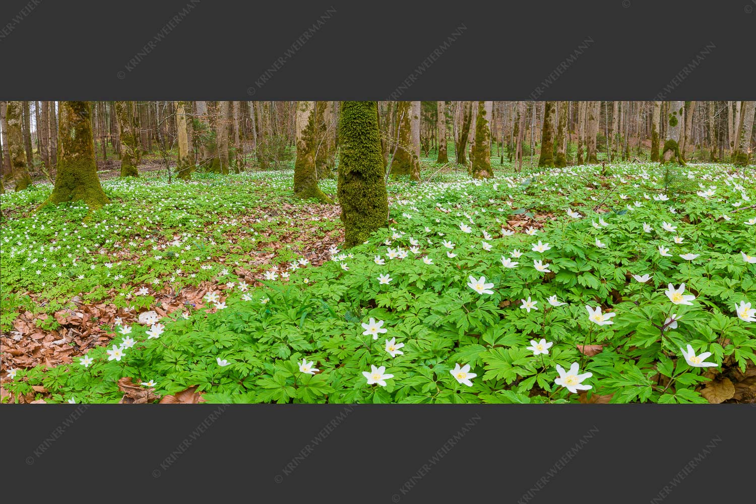 Buschwindröschen bei Murnau - Röschenteppich 2,5:1  -- Buschwindröschen - mehr Infos bei www.Kriner-Weiermann.de