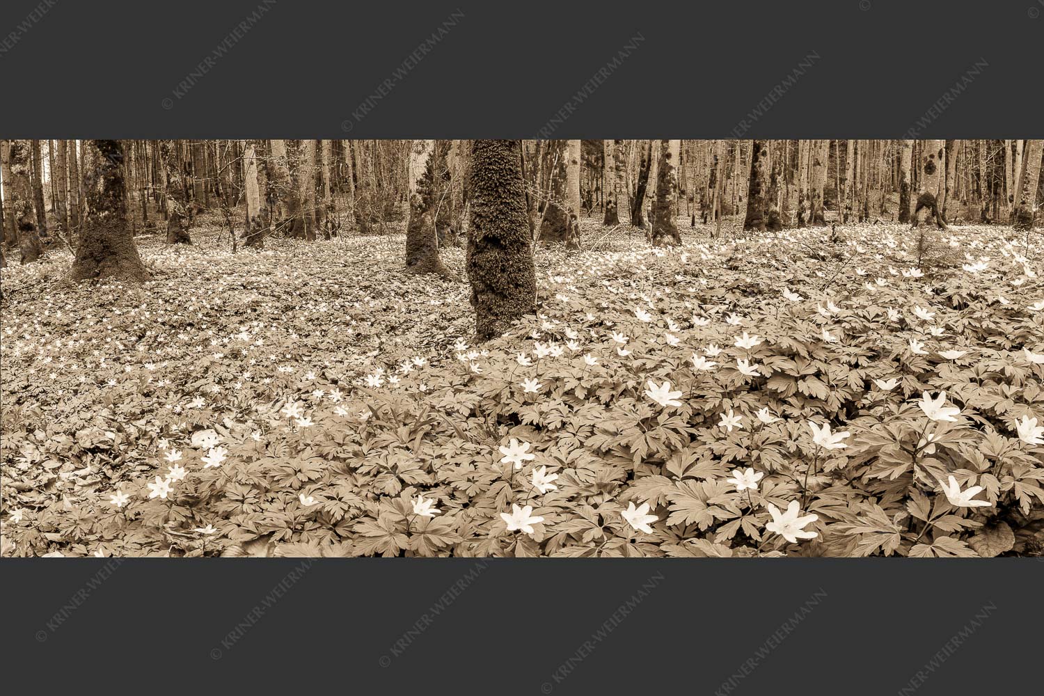 Buschwindröschen bei Murnau - Röschenteppich 2,5:1 sepia -- Buschwindröschen - mehr Infos bei www.Kriner-Weiermann.de