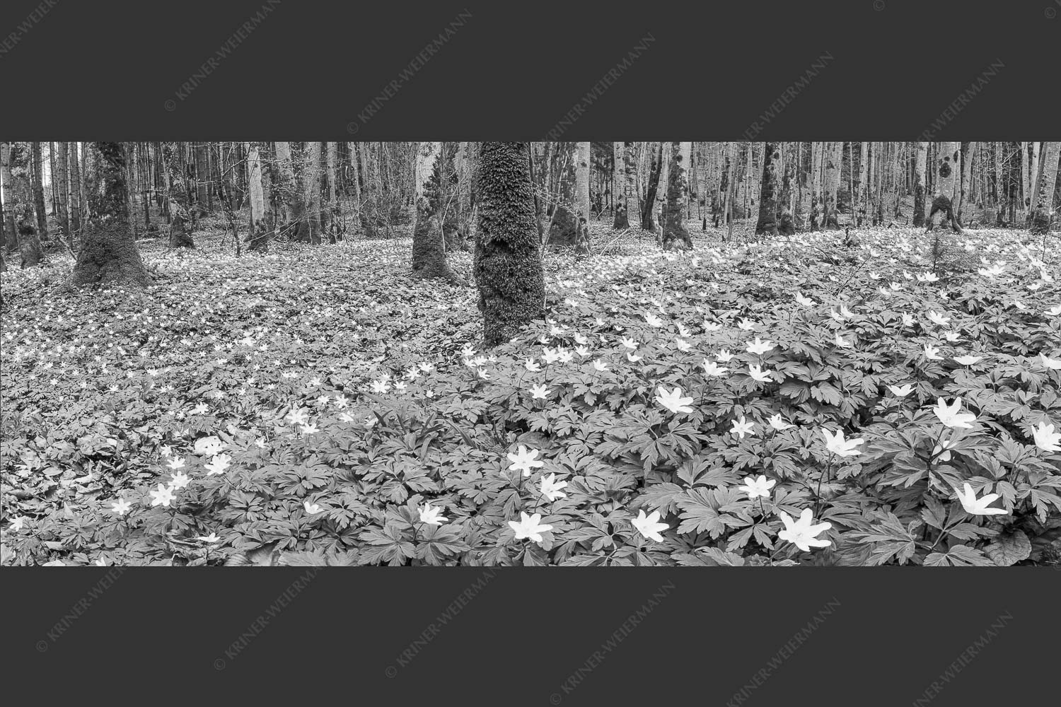Buschwindröschen bei Murnau - Röschenteppich 2,5:1 sw -- Buschwindröschen - mehr Infos bei www.Kriner-Weiermann.de