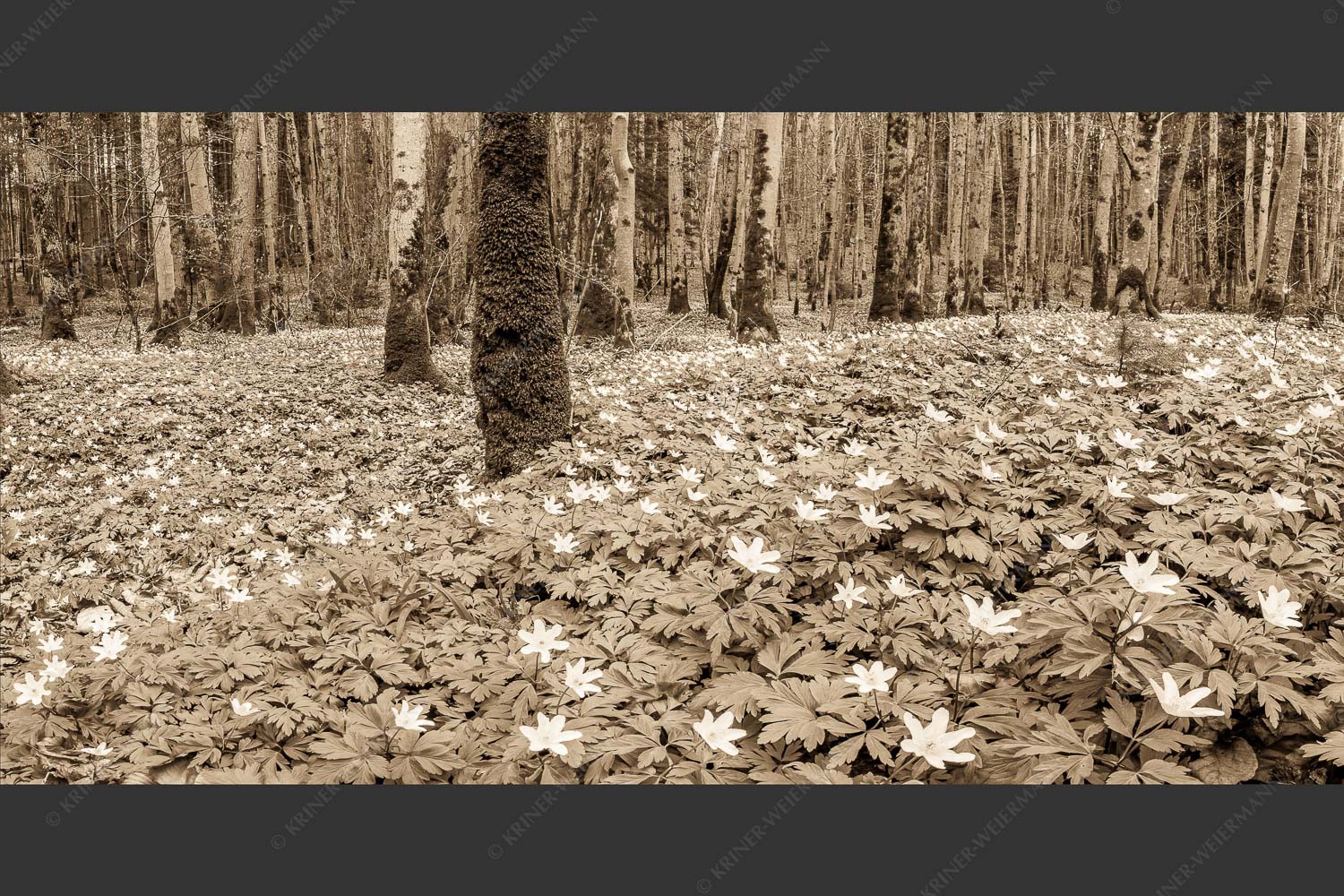 Buschwindröschen bei Murnau - Röschenteppich 2:1 sepia -- Buschwindröschen - mehr Infos bei www.Kriner-Weiermann.de