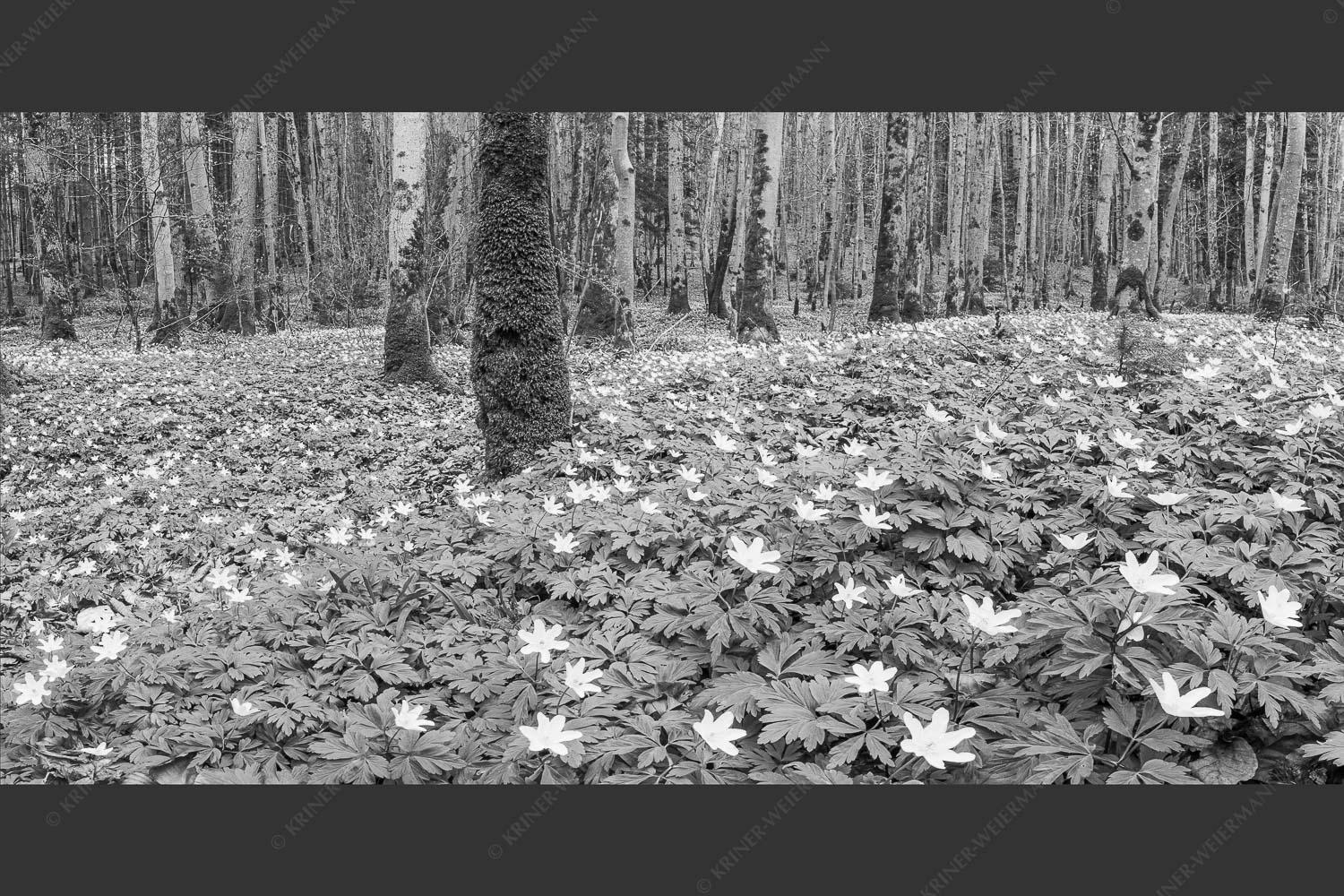 Buschwindröschen bei Murnau - Röschenteppich 2:1 sw -- Buschwindröschen - mehr Infos bei www.Kriner-Weiermann.de