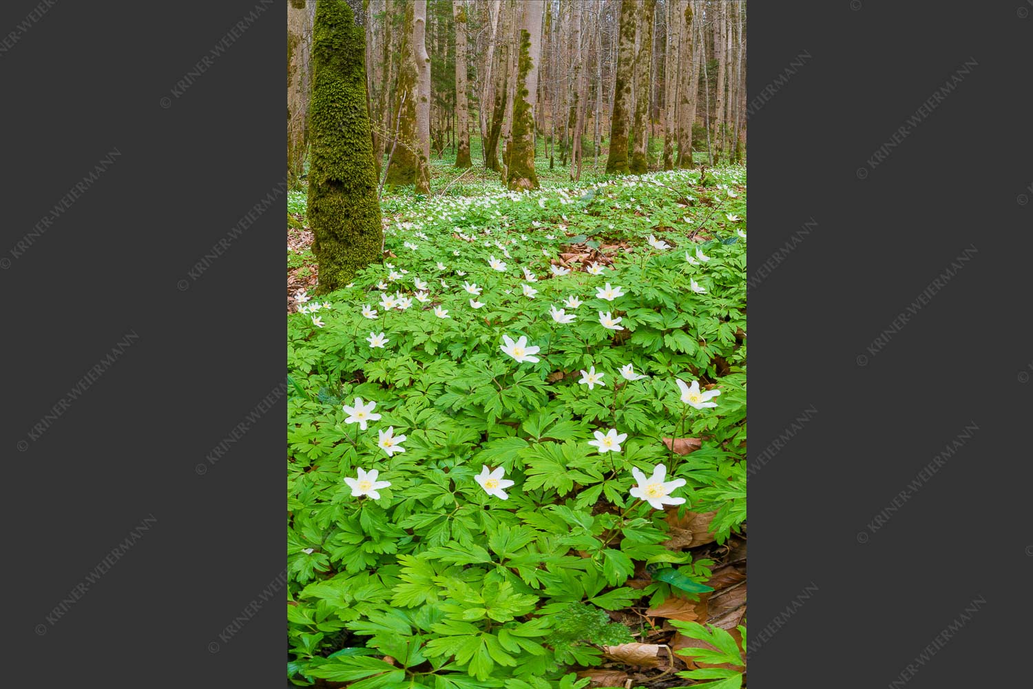 Buschwindröschen bei Murnau - Röschenteppich 2:3  -- Buschwindröschen - mehr Infos bei www.Kriner-Weiermann.de